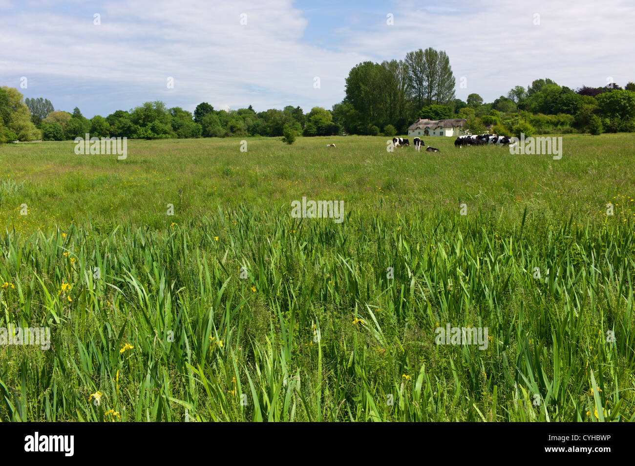 Wildflower meadow Chilbolton Cow Common, Hampshire, UK a Site of