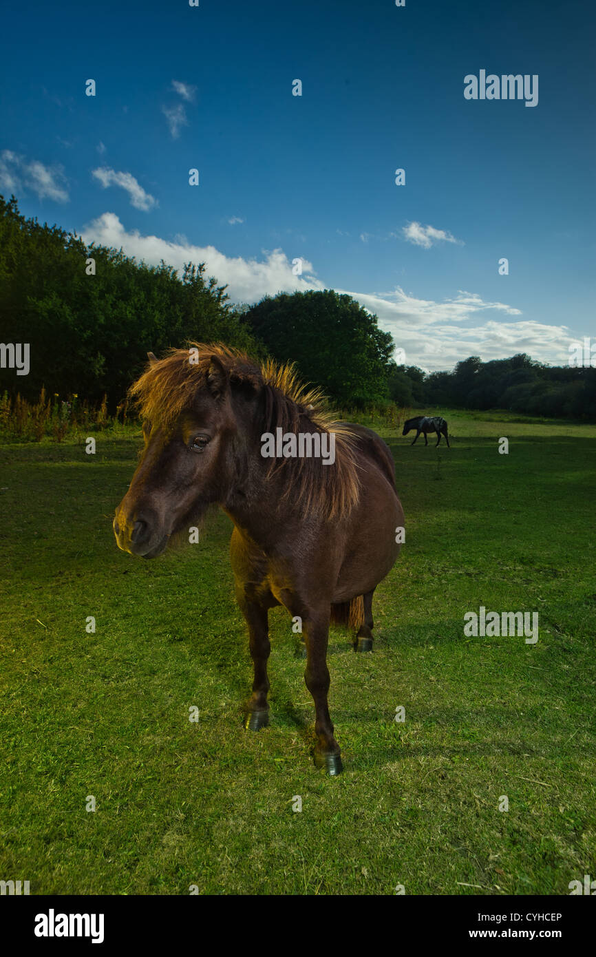 Brown horse or pony standing in its lush green paddock illuminated by evening light Stock Photo