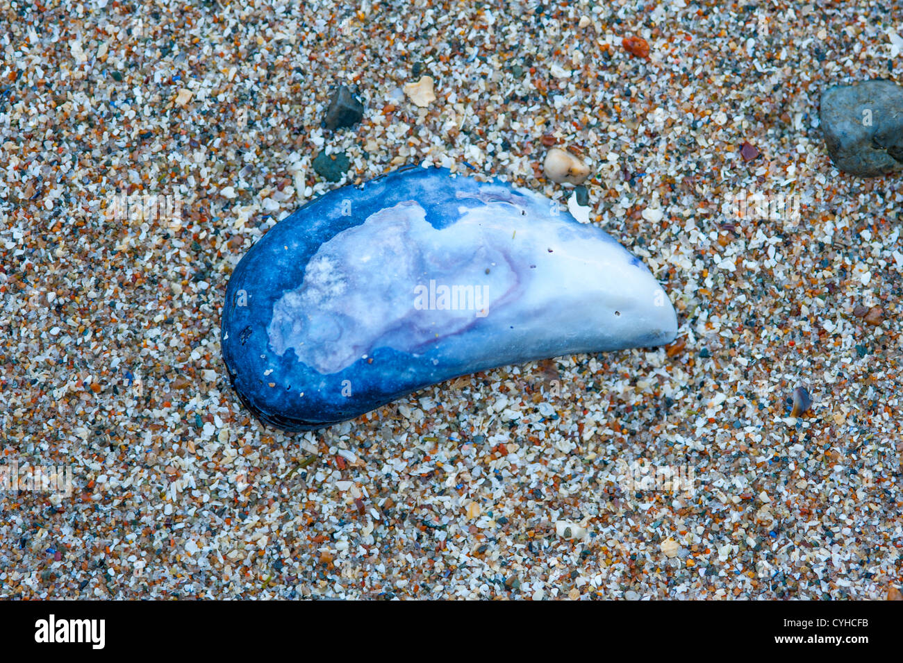 Mollusk shells on the coast of Maine Stock Photo