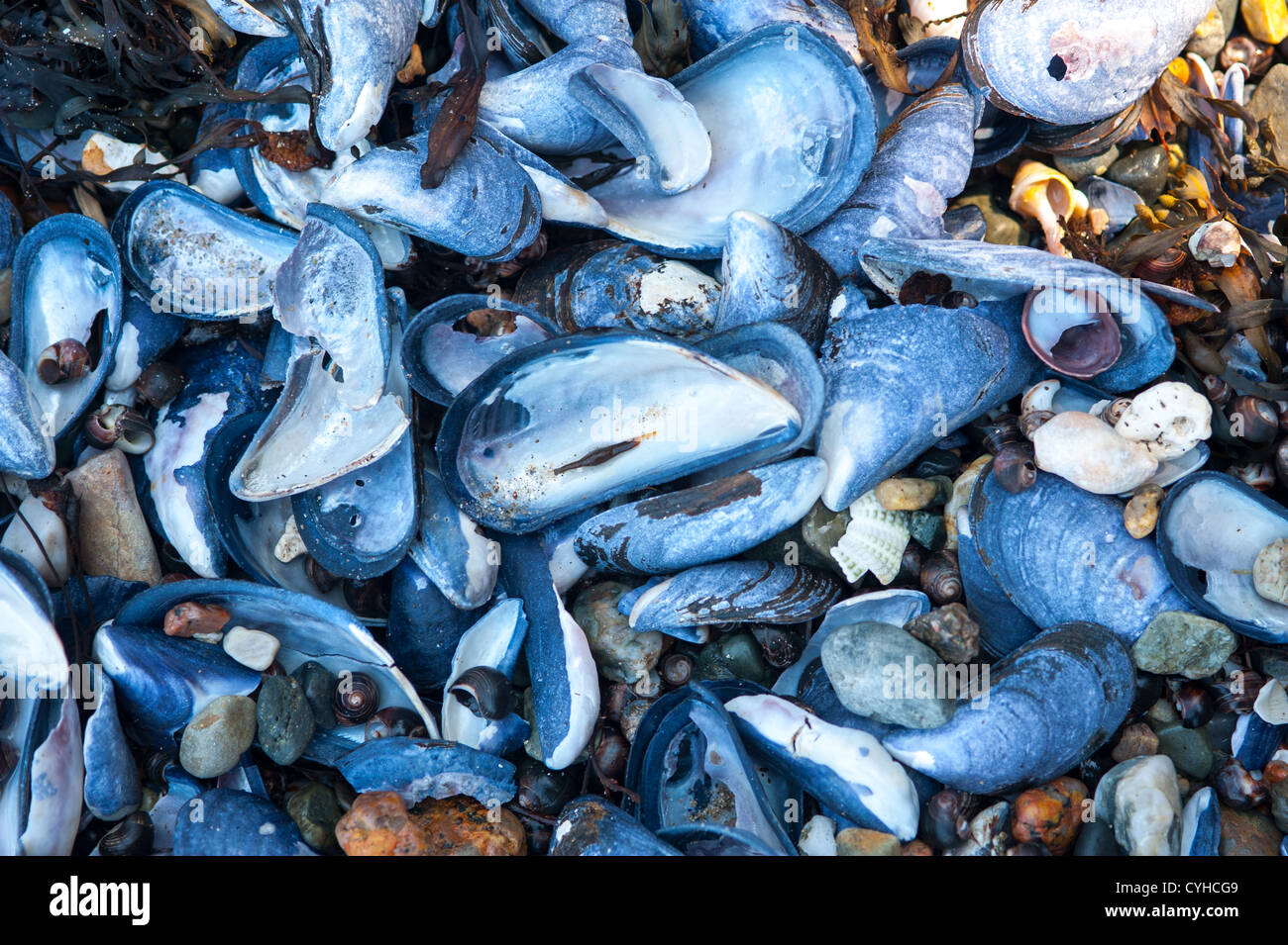 Mollusk shells on the coast of Maine Stock Photo Alamy