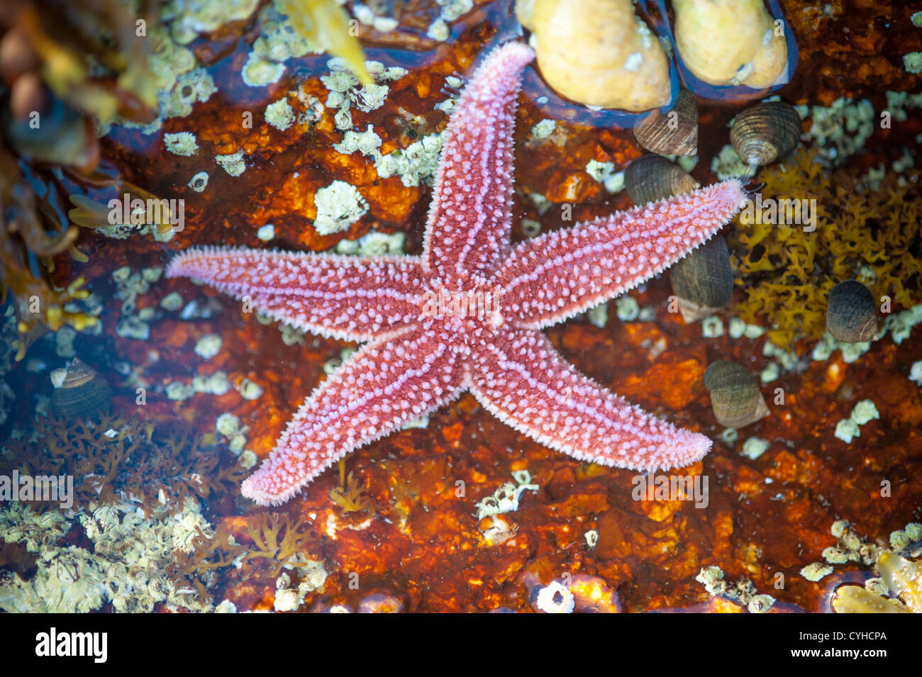 Starfish on coast of Acadia National Park Stock Photo
