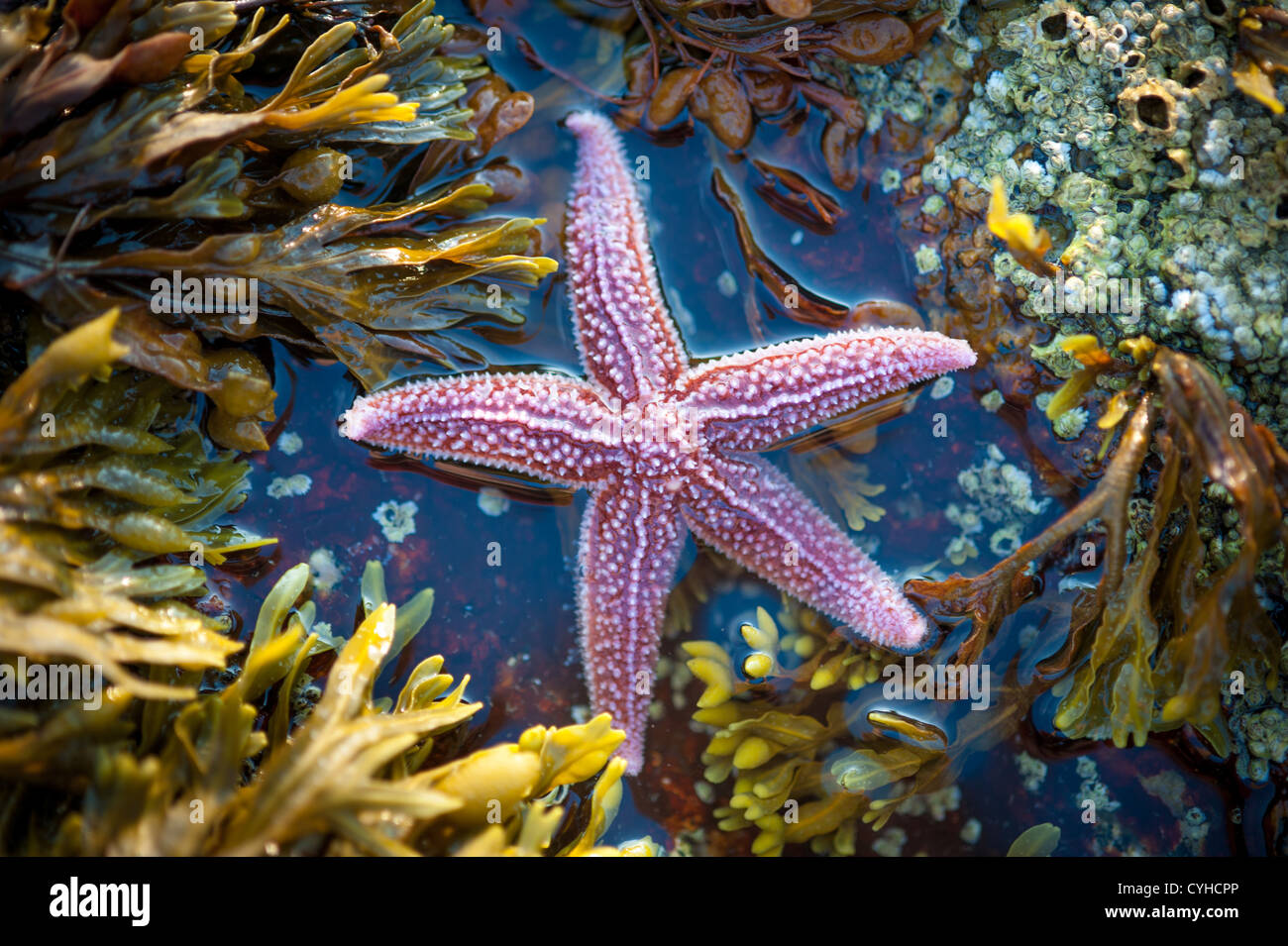 Starfish on coast of Acadia National Park Stock Photo