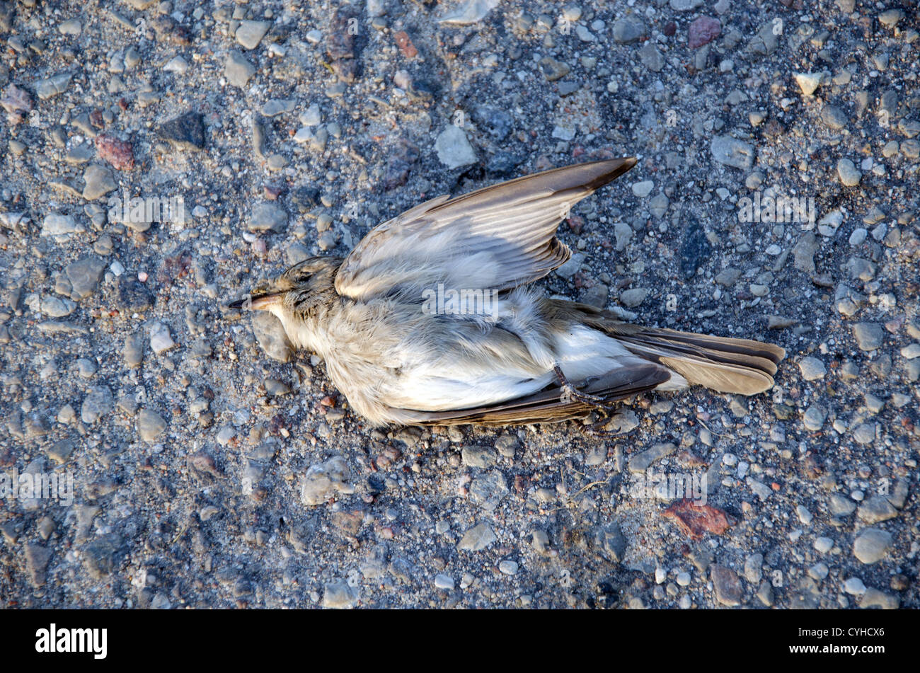 Dead flycatcher bird killed by car lie on asphalt road. Stock Photo