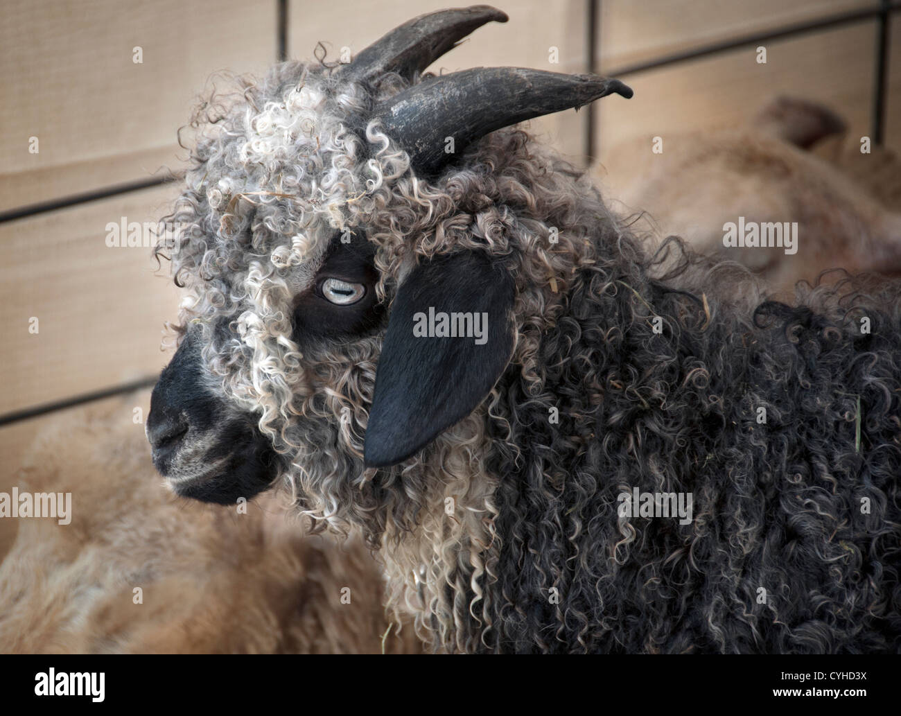Goat with curly horns hi-res stock photography and images - Alamy