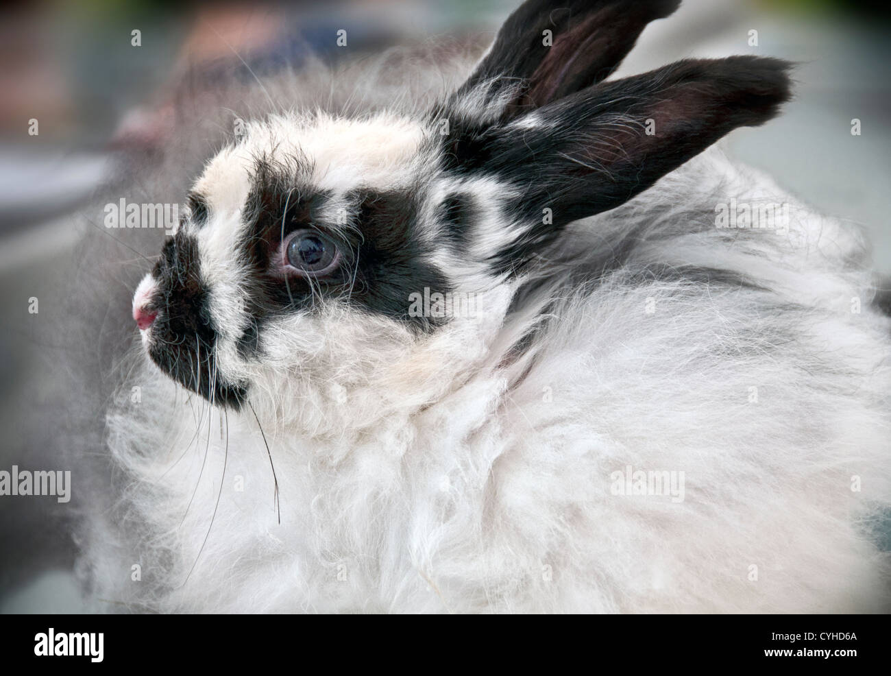 Rabbit Pelt - Natural Grey - Worlds Between Studio & Design