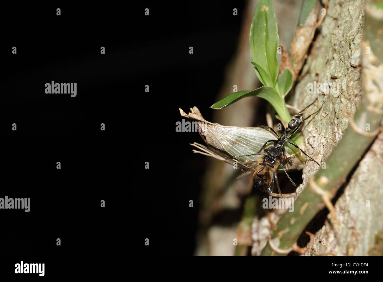A large ant (most likely Pachycondyla spp.) on a tree caught some type of honey bee at night near Manuel Antonio, Costa Rica. Stock Photo
