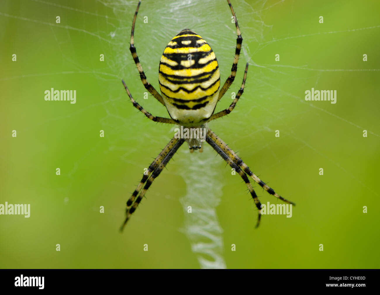 wasp spider argiope bruennichi beautiful sit on spyderweb. Striped yellow and black color Stock Photo