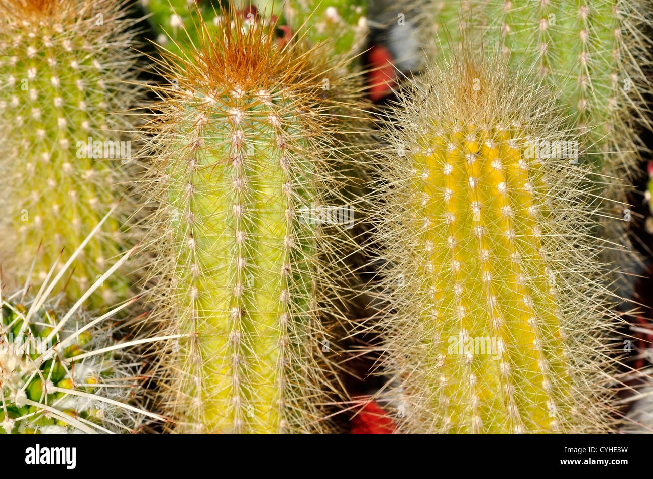 Group of Cactus with big spikes Stock Photo Alamy