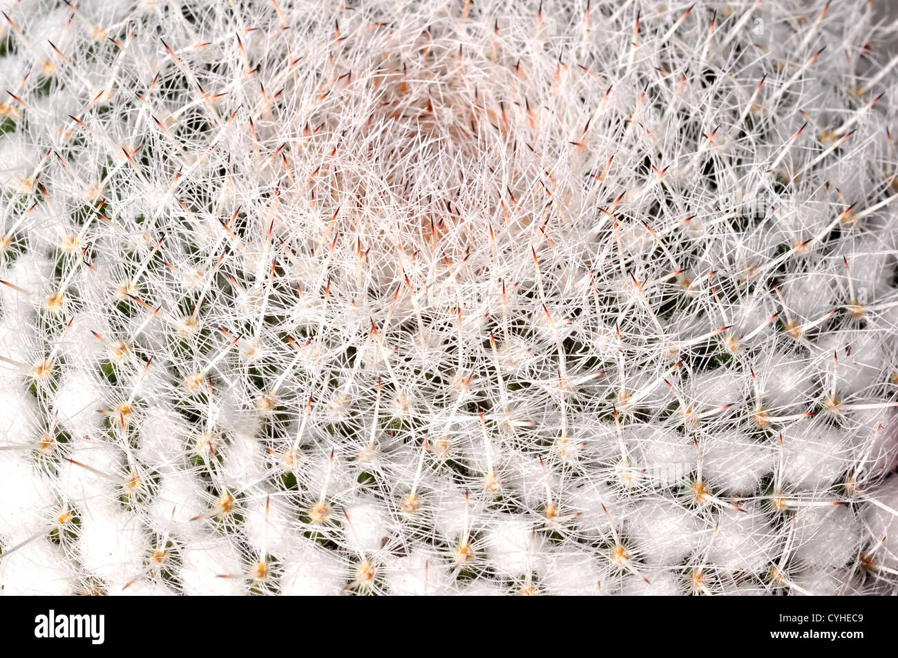 Closeup of an Old Man Cactus top Stock Photo