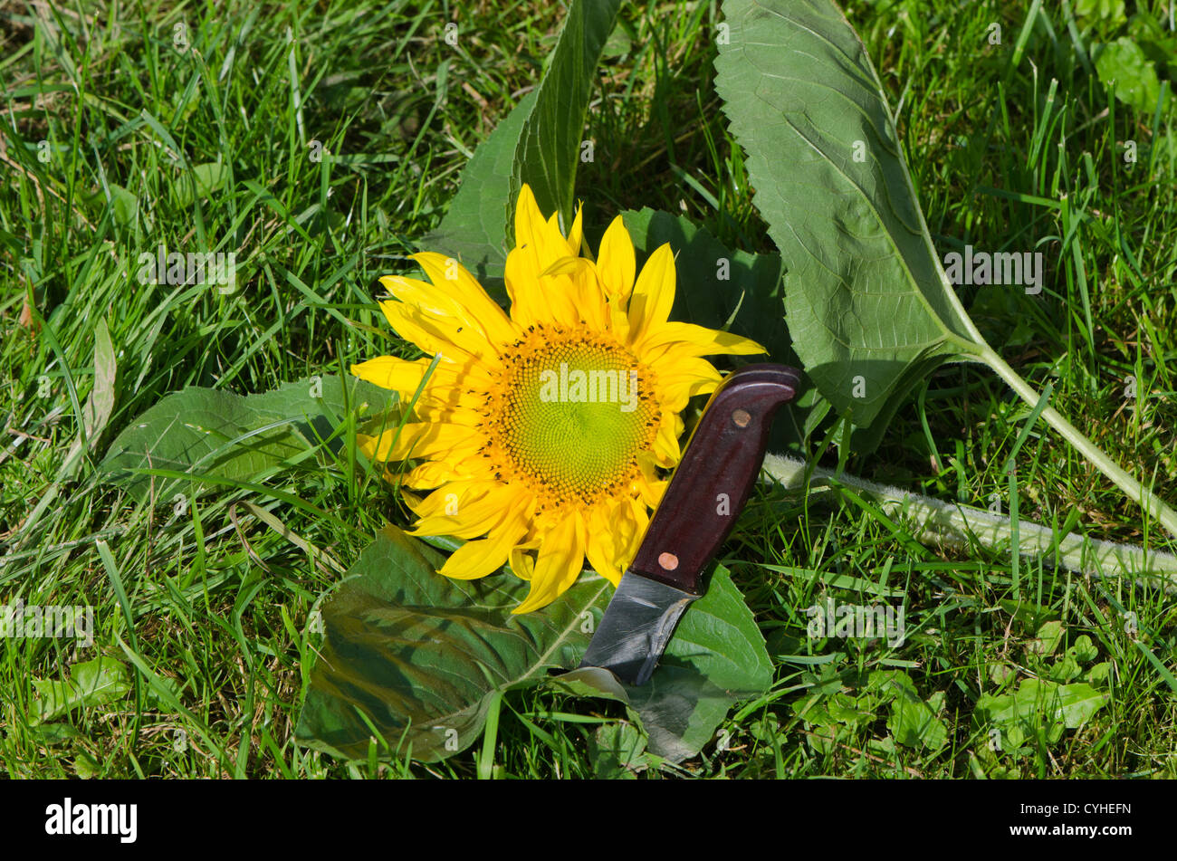 cut unripe sunflower head on grass and knife with wooden handle stuck in ground. Stock Photo