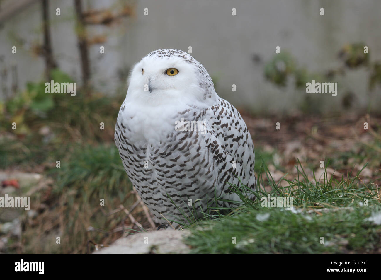 Snowy owl with striking yellow eyes Stock Photo