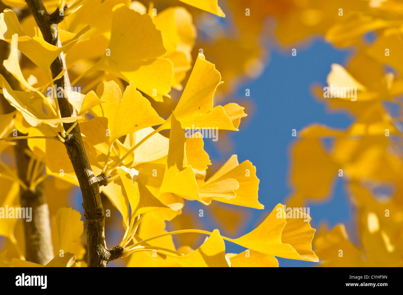 Ginkgo (Ginkgo biloba Stock Photo Alamy