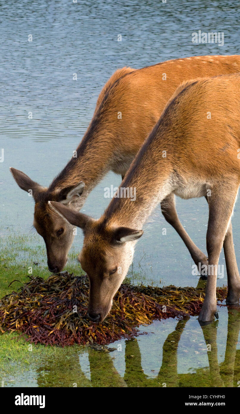 Red Deer Hinds Feeding on Seaweed Stock Photo
