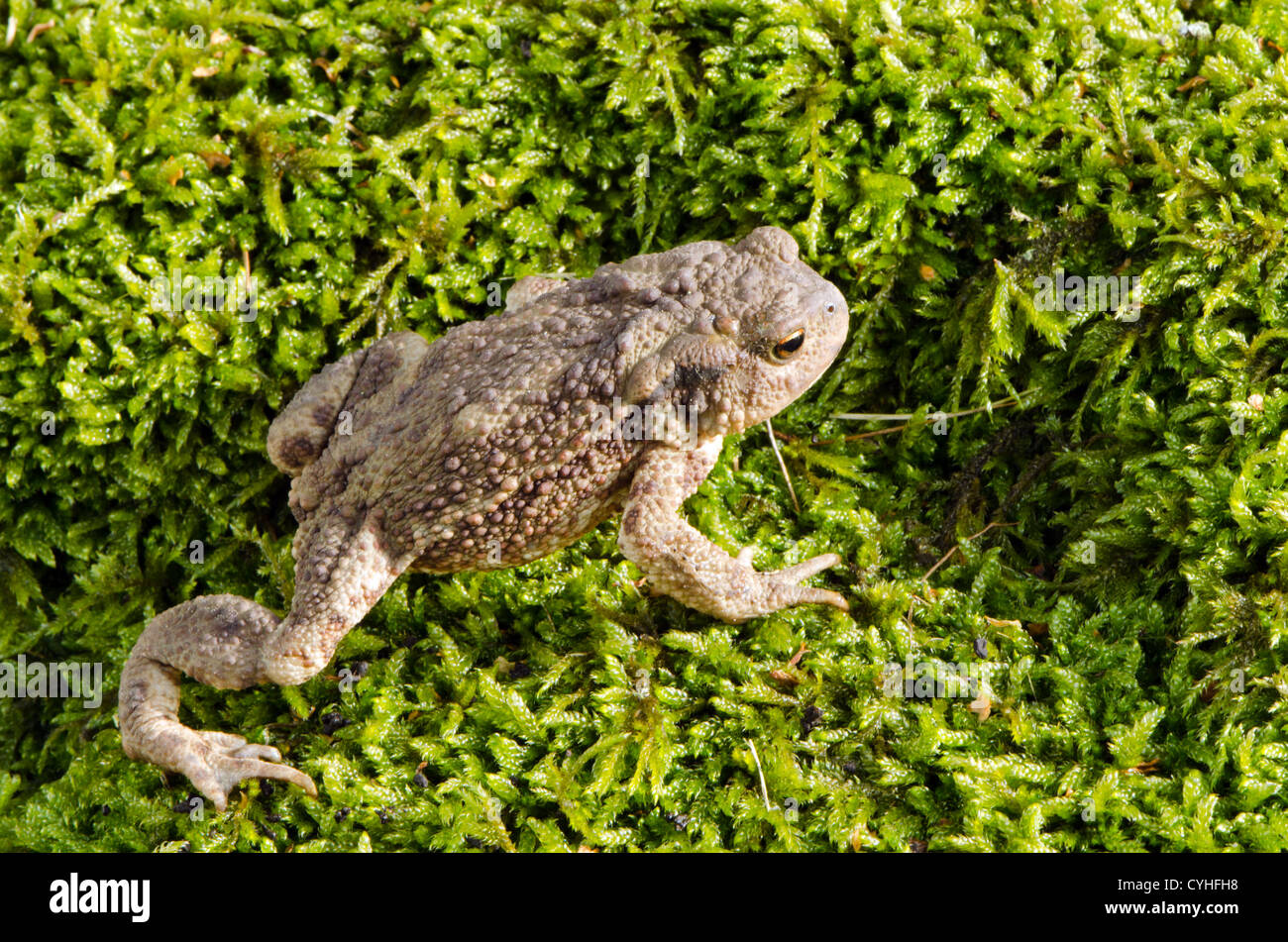 european treu toad bufonidae on mossy ground. Ugly horrible animal sunlight. Stock Photo