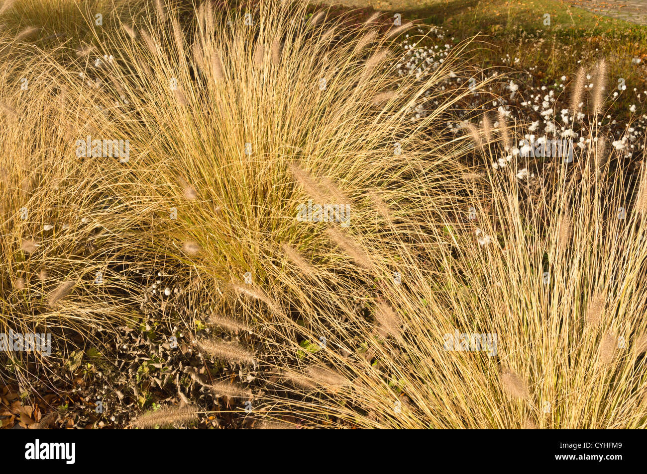 Dwarf fountain grass (Pennisetum alopecuroides) Stock Photo