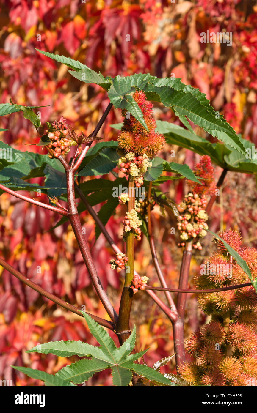 Castor oil plant (Ricinus communis) Stock Photo