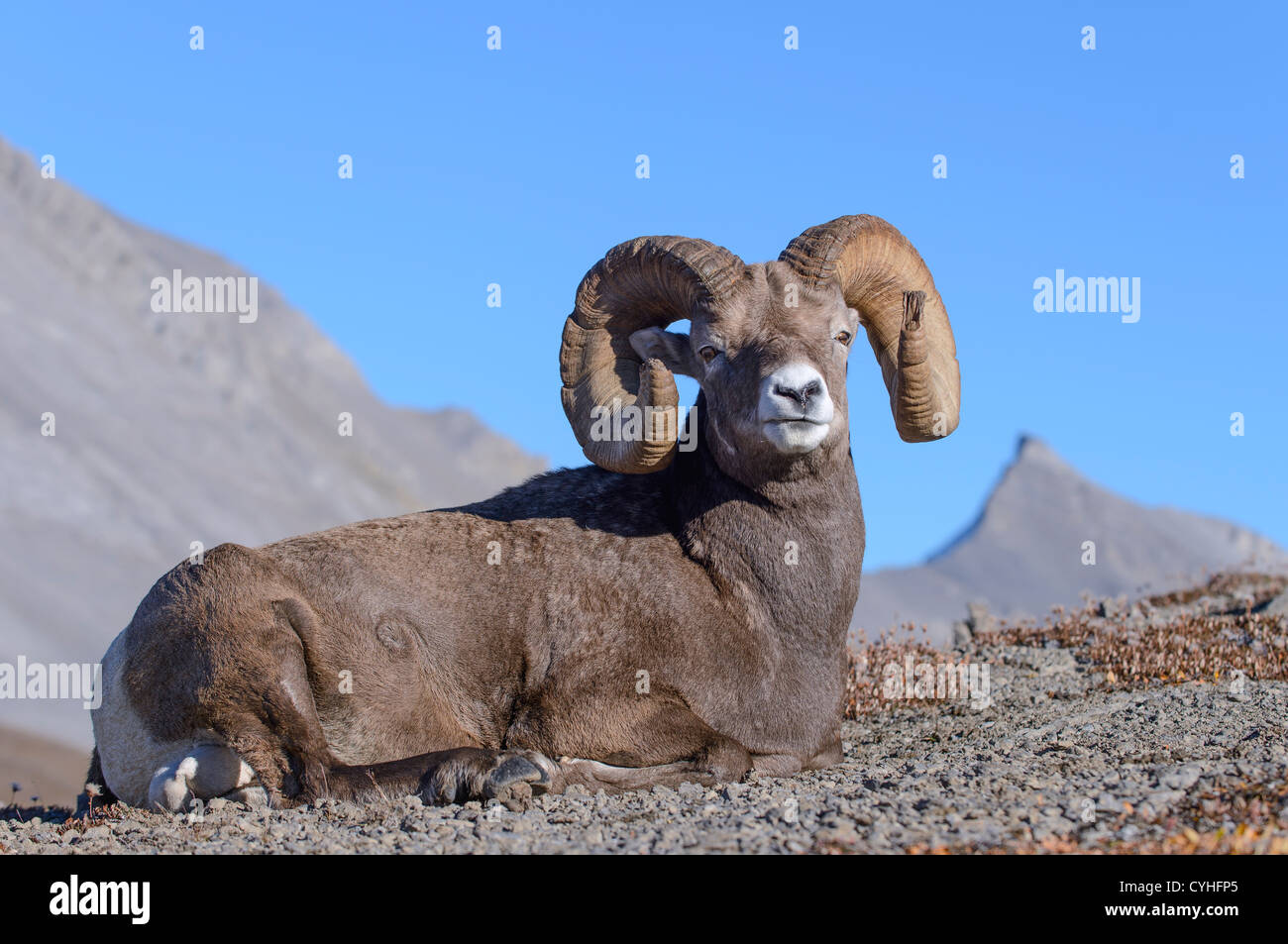 Sitting Bighorn Ram Portrait, Northern Rockies Stock Photo