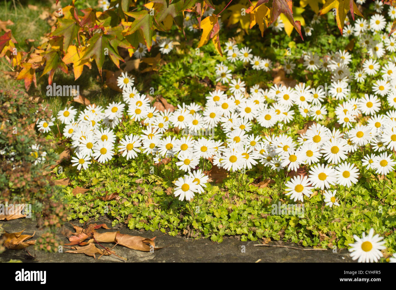 Arctic chrysanthemum (Arctanthemum arcticum syn. Chrysanthemum arcticum