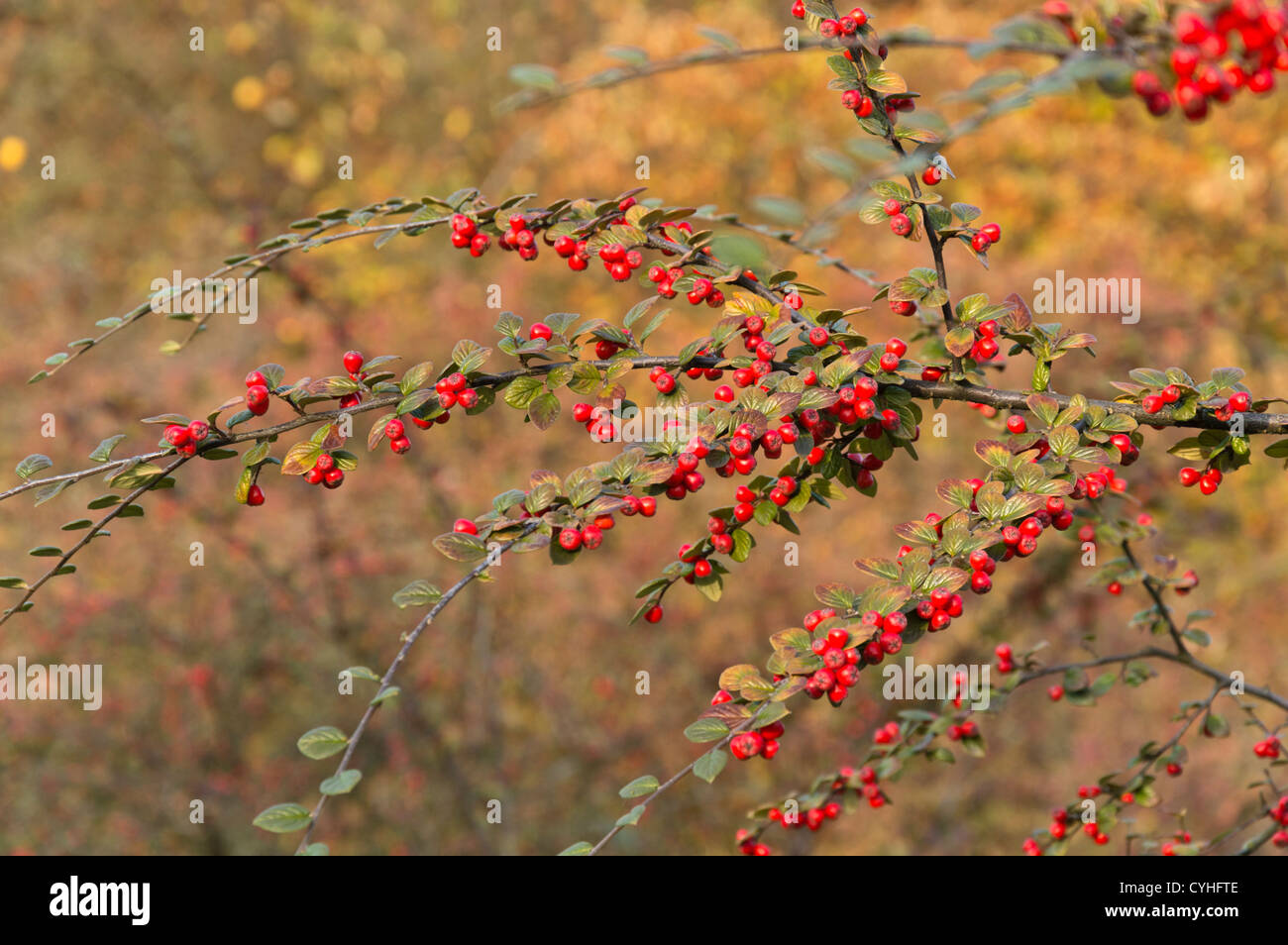 Cotoneaster (Cotoneaster) Stock Photo