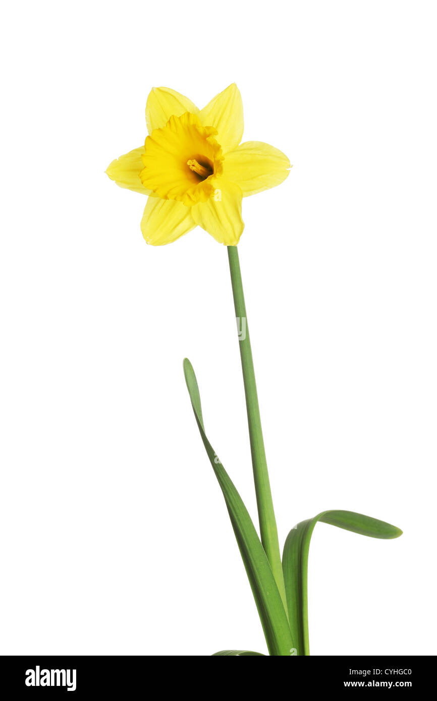 Yellow daffodil isolated on white background Stock Photo - Alamy