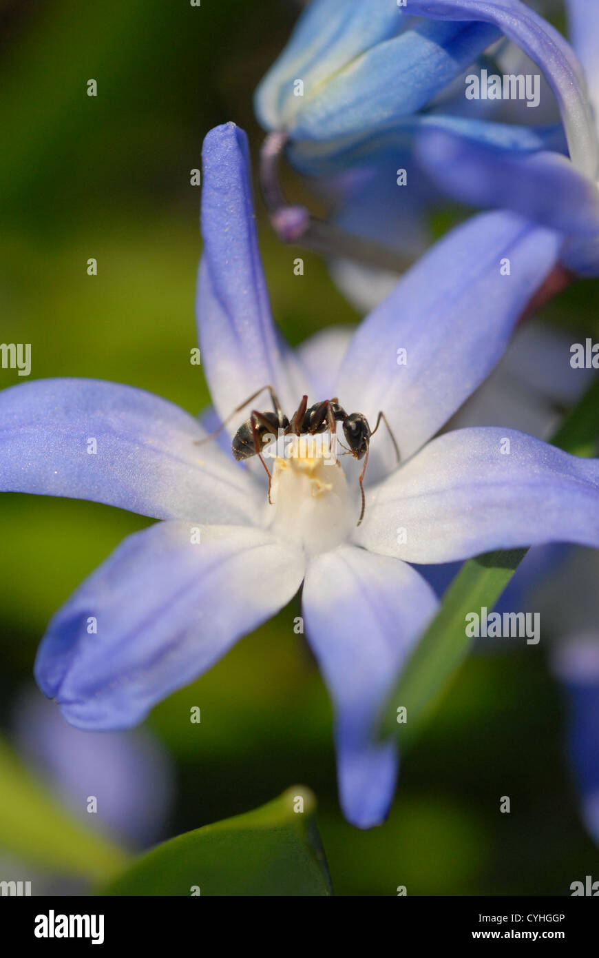 Spring Beauty, Scilla Sibirica, and ant. Stock Photo