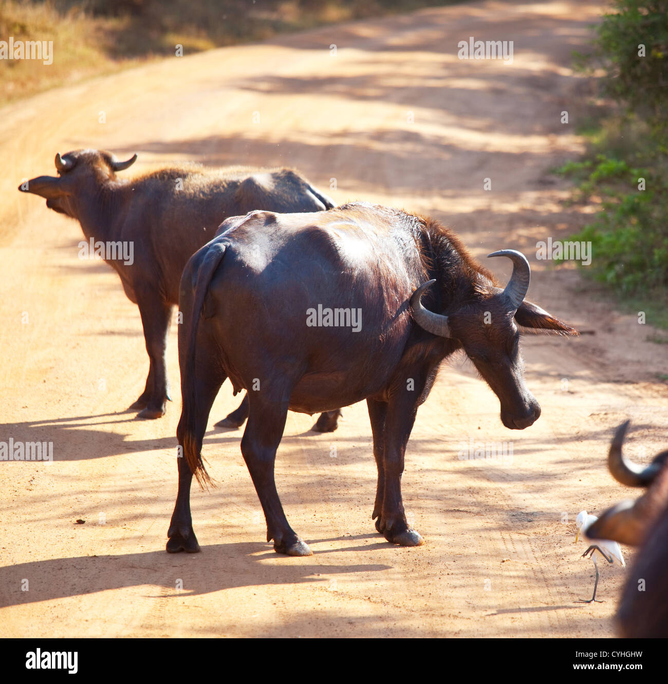 Local Buffalo Buffalo on Sri Lanka Stock Photo - Alamy