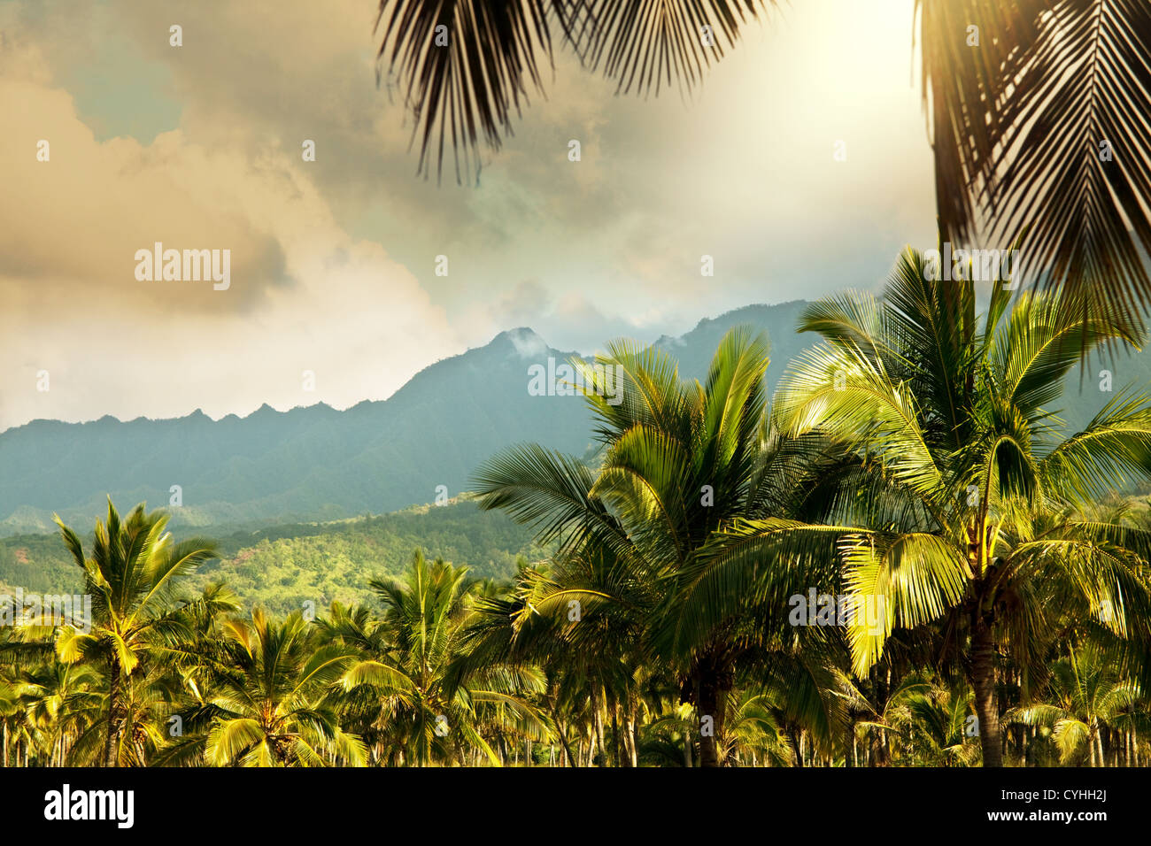 Hawaiian tree hi-res stock photography and images - Alamy
