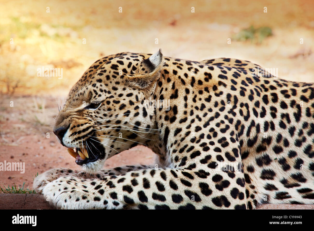 Leopard closeup hi-res stock photography and images - Alamy
