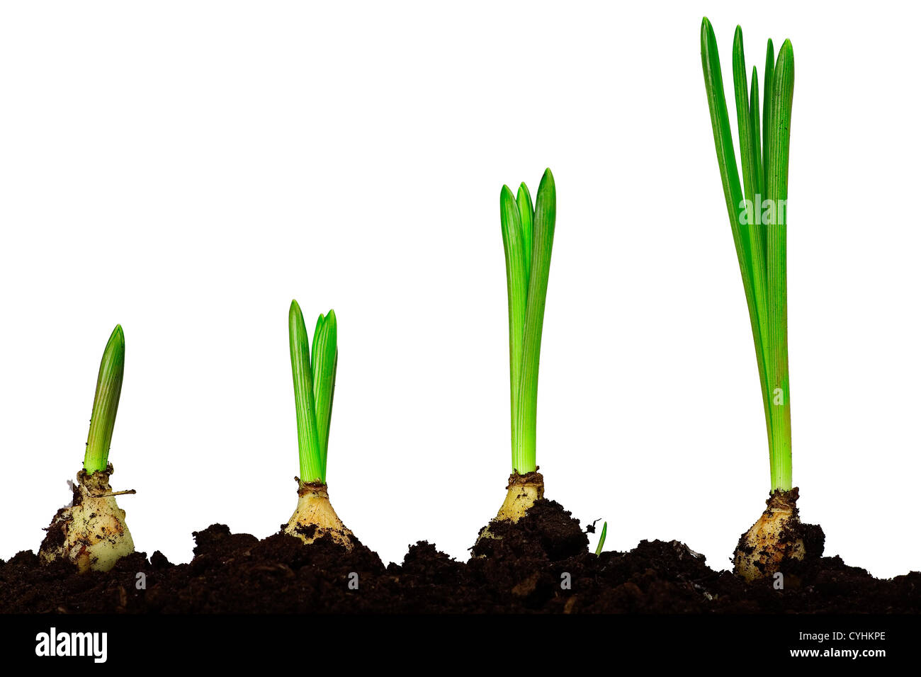 various sizes of spring bulbs germinating from soil on white background