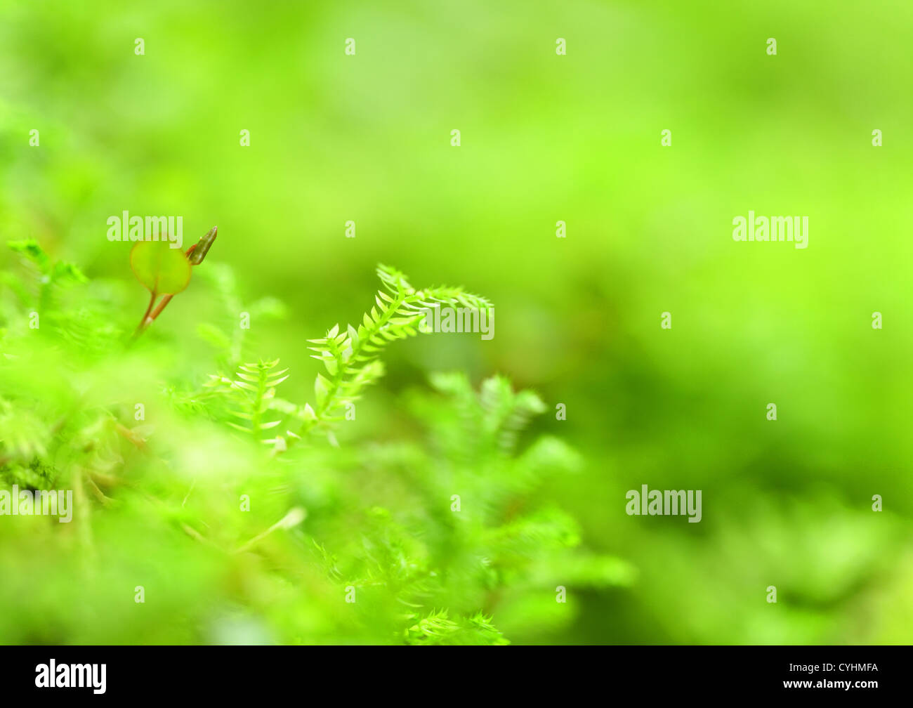 Fresh moss hi-res stock photography and images - Alamy