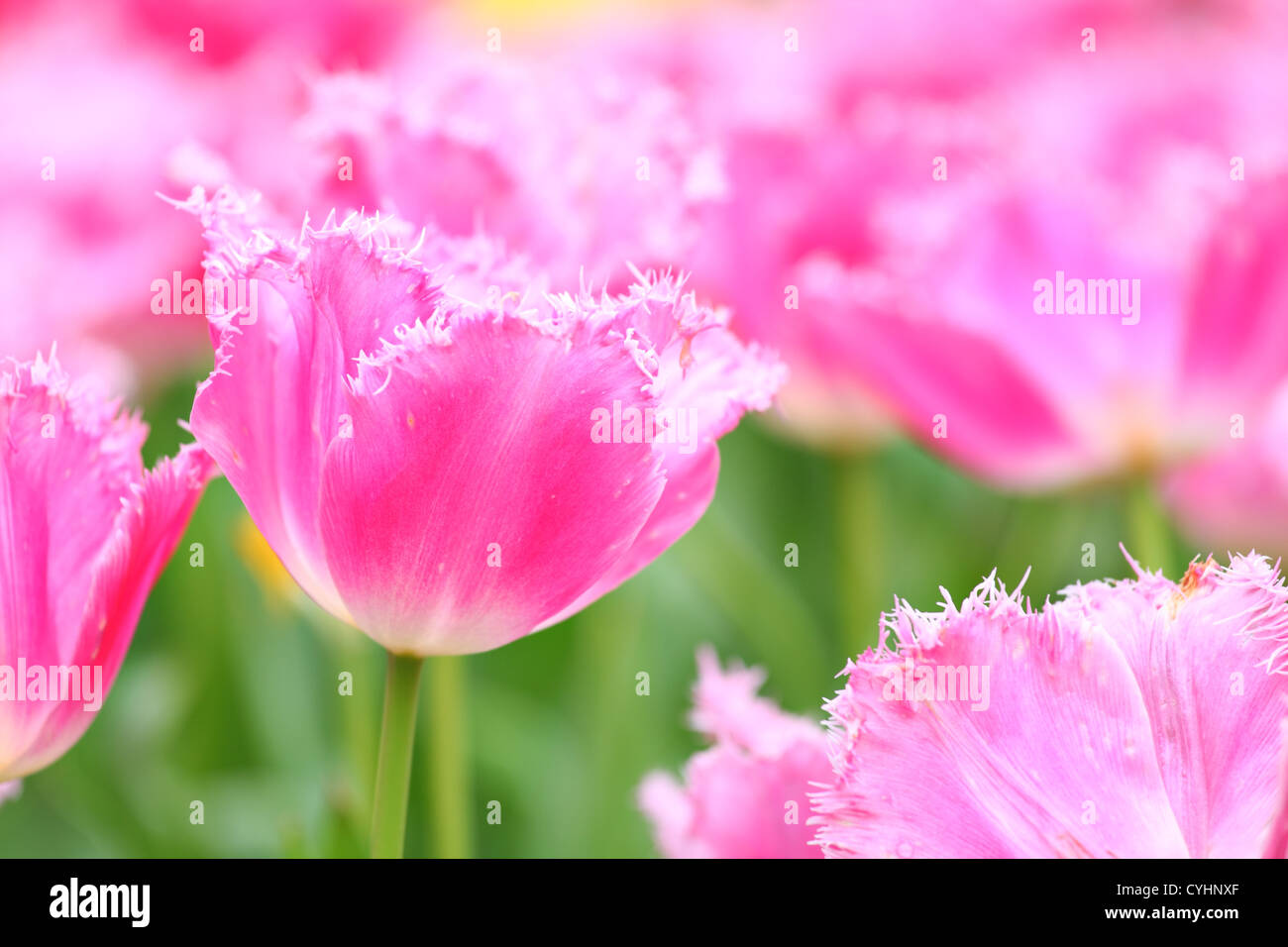 Pink tulip flower close hi-res stock photography and images - Alamy