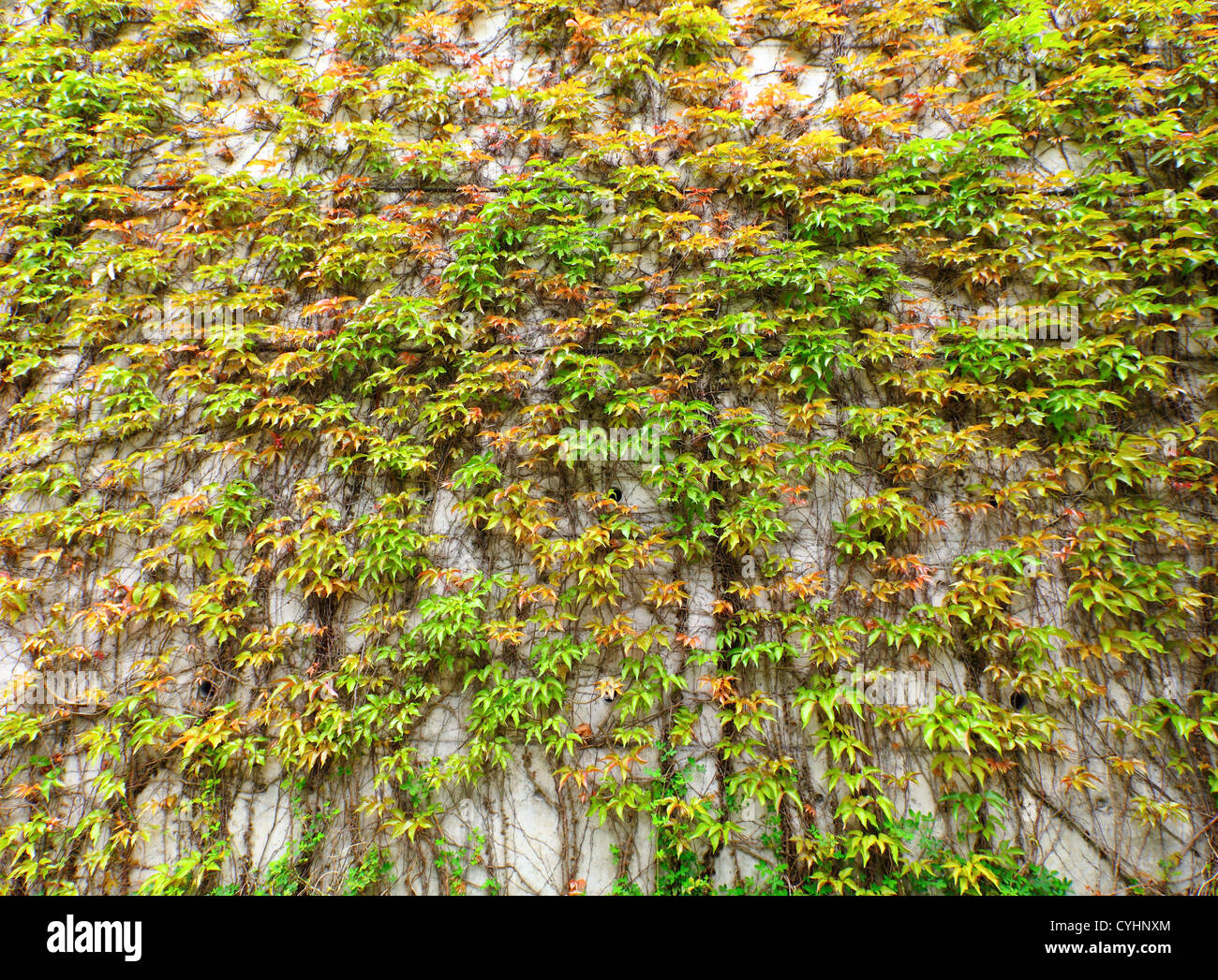 Green leaves wall Stock Photo Alamy