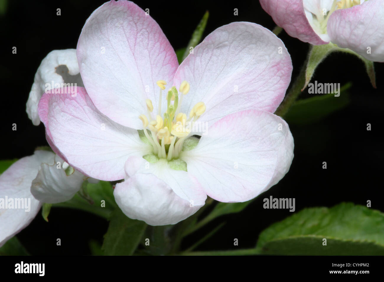 Apple Tree Blossom. From Golden Delicious apple tree Stock Photo Alamy