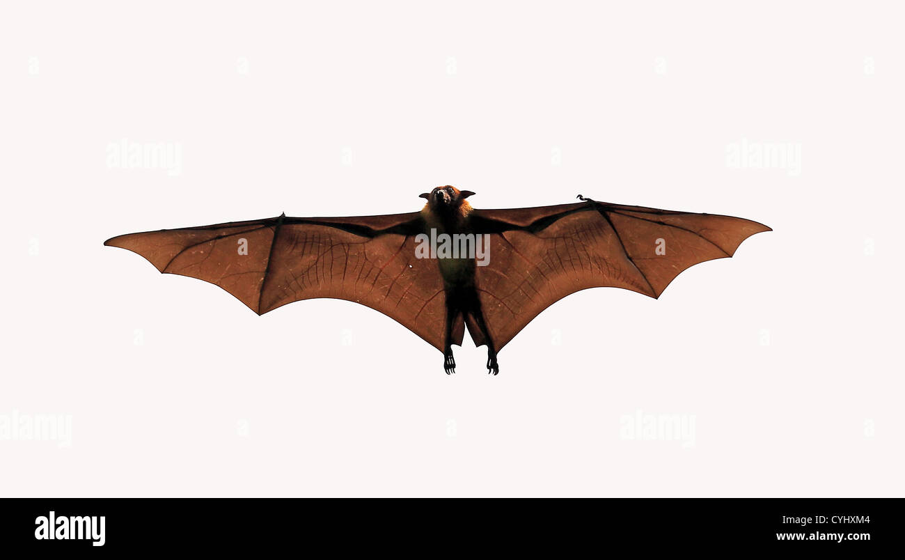 Fruit bat or Flying Fox (pteropus giganteus). Stock Photo
