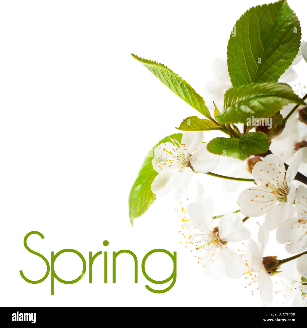 White flowers of cherry tree over white background Stock Photo - Alamy