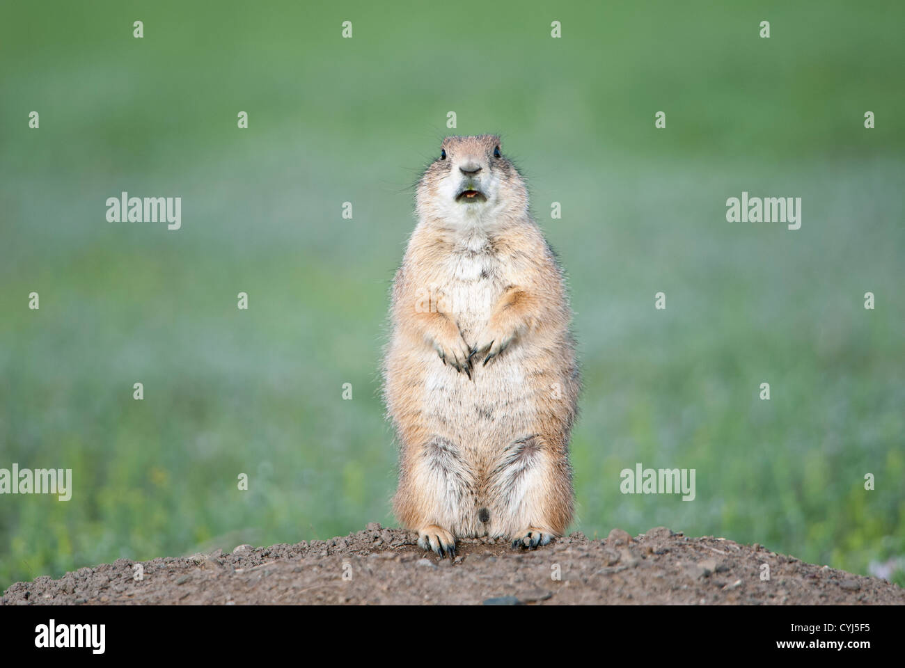 Black-tailed Prairie Dog calls from the mound above his complex of dens, Central Montana Stock Photo