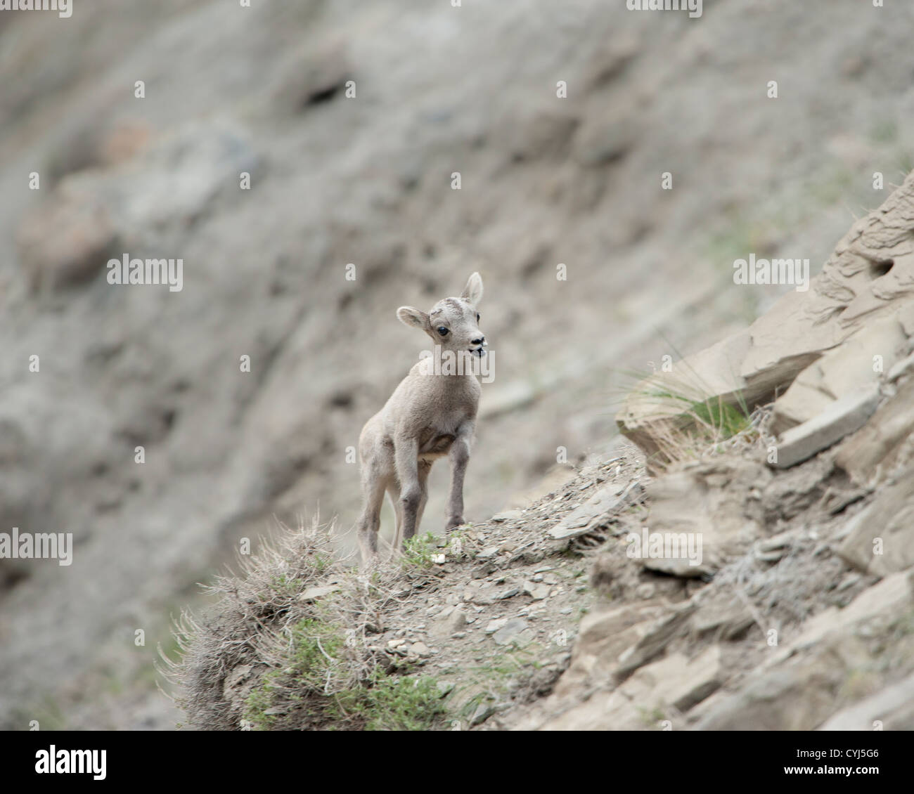 A newborn Bighorn lamb calls out to his mother, Yellowstone National Park, Montana Stock Photo
