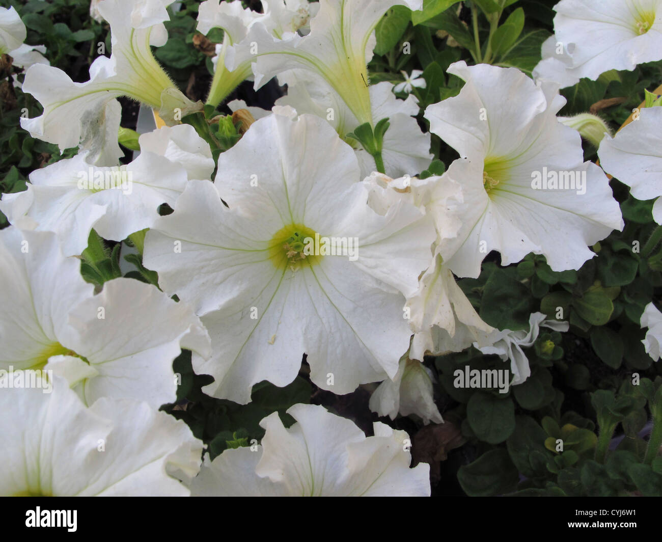 flowering plant Stock Photo