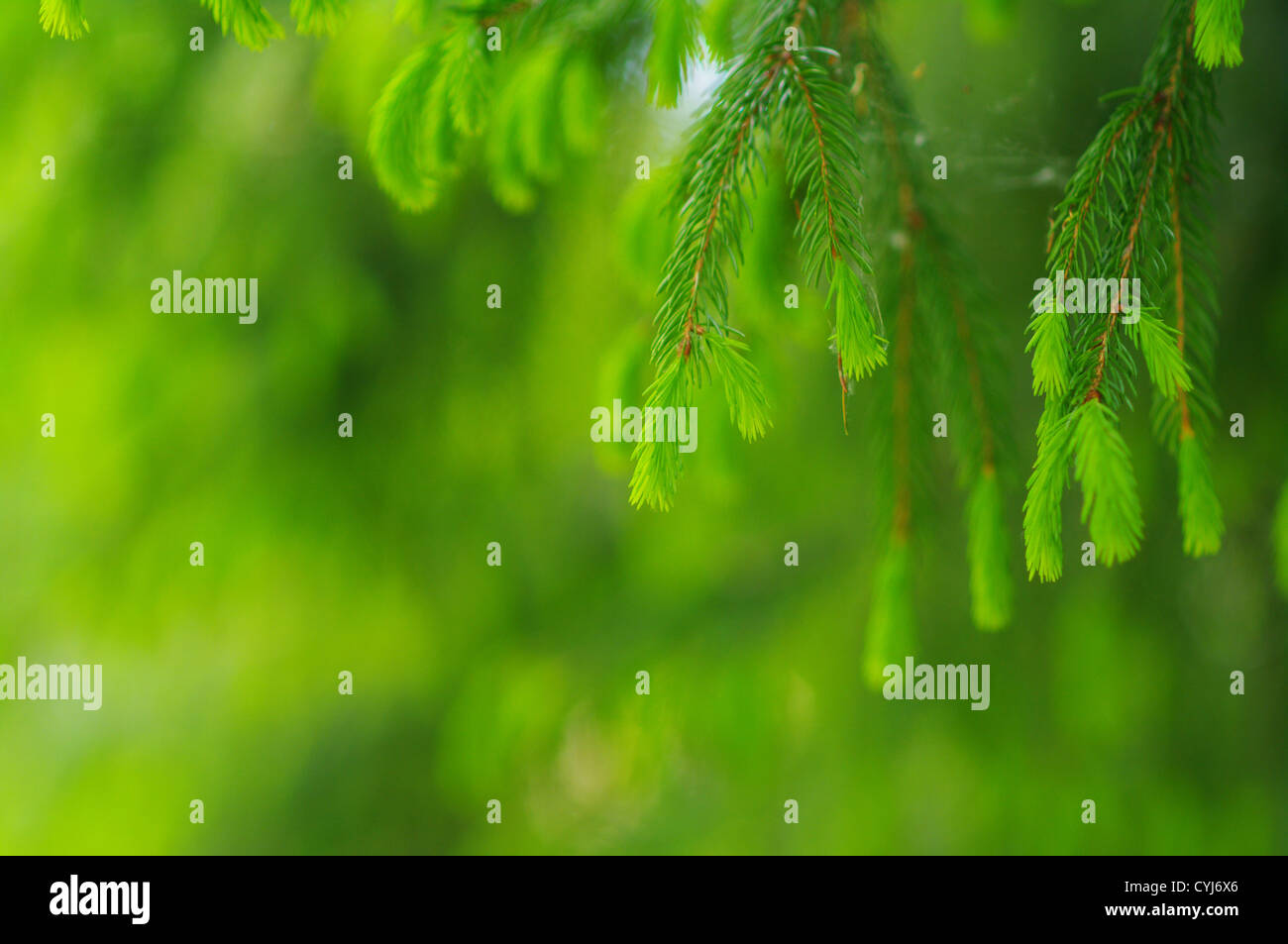 green leaves foliage at springtime outside in the nature Stock Photo ...