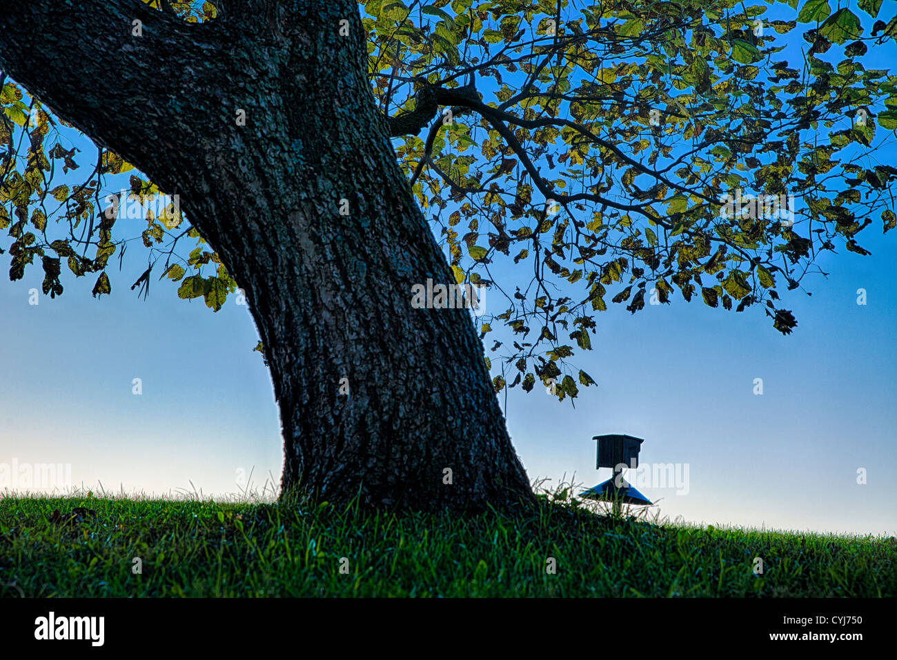 Shady tree and bird house at dusk, Delaware, USA Stock Photo