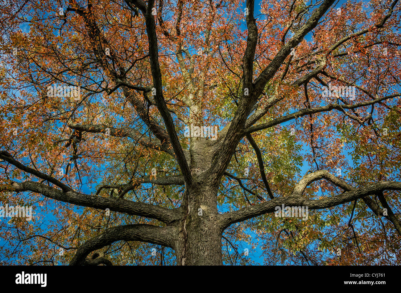 Sour Gum tree, family Nyssa sylvatica, Delaware, USA Stock Photo