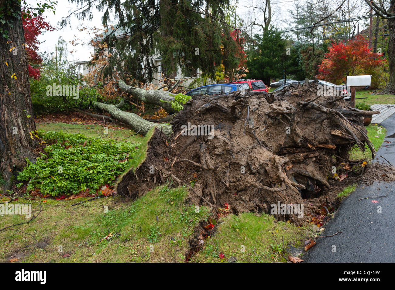 USA 30 Oct 2012 Hurricane force wind damage from tropical superstorm Hurricane Sandy uproots trees like this oak in Chappaqua NY Stock Photo