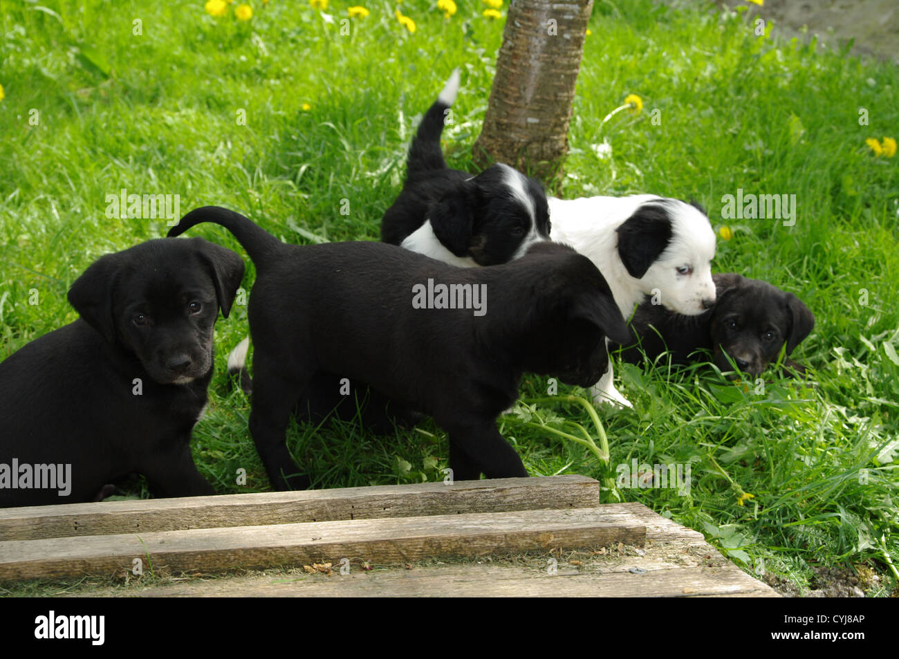 cute puppies in the meadow looking curios Stock Photo