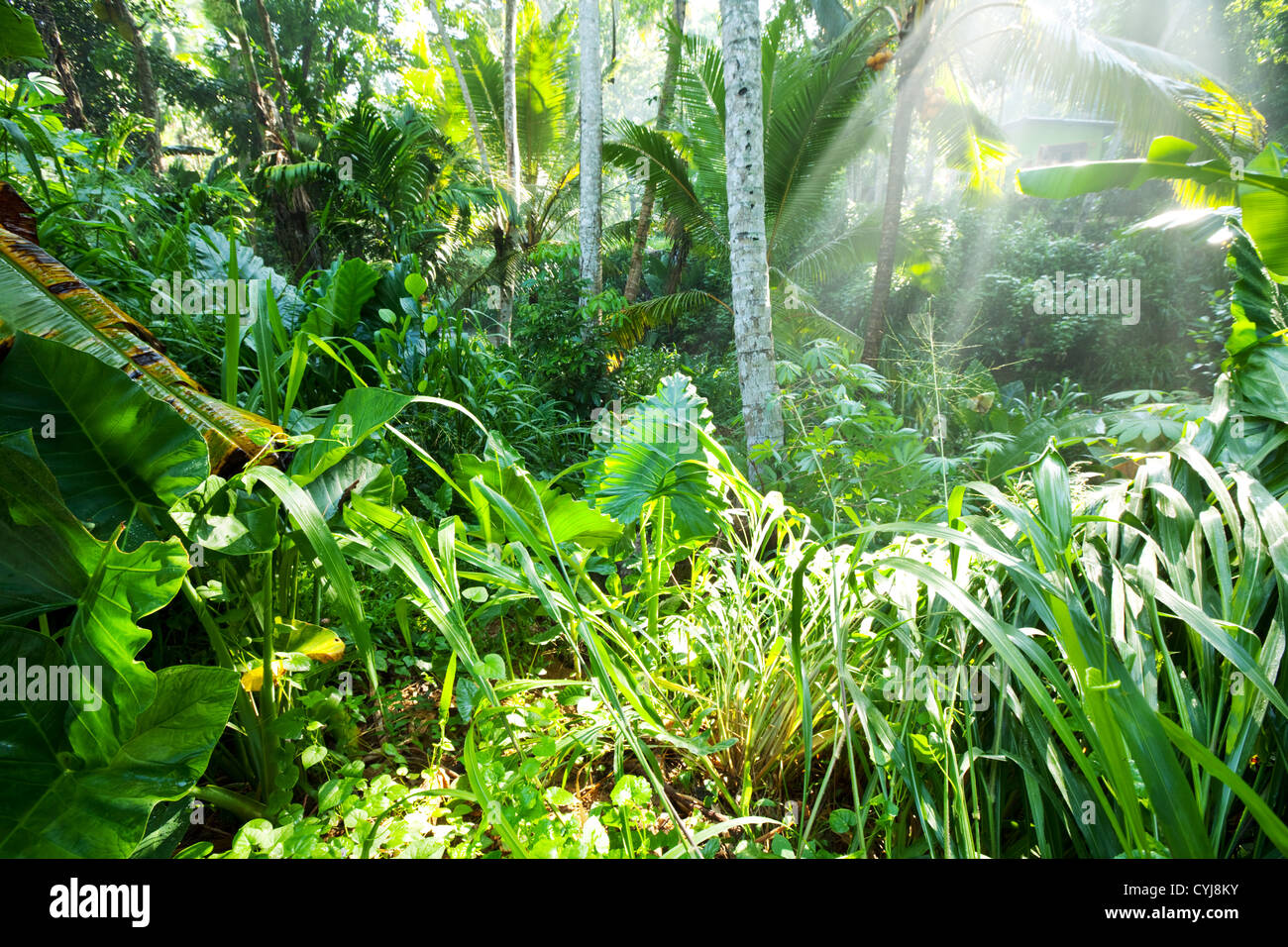 Green jungle on Sri Lanka Stock Photo Alamy