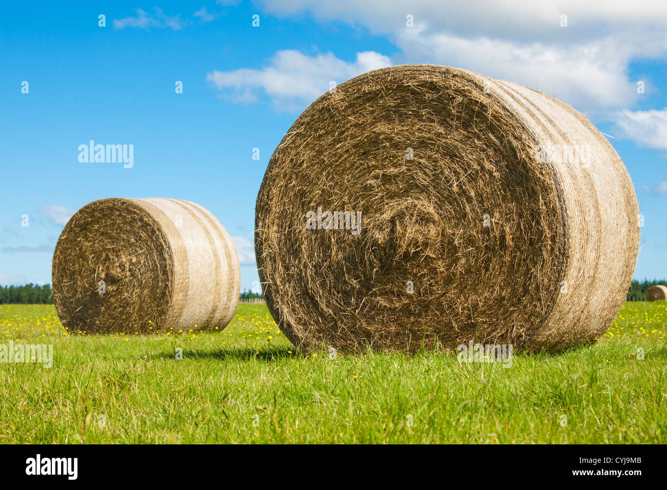 Two big hay bale rolls in a green field Stock Photo - Alamy