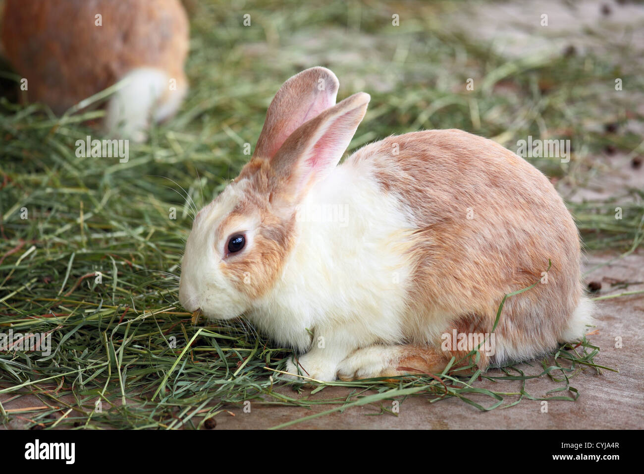 Playful rabbit hi-res stock photography and images - Alamy