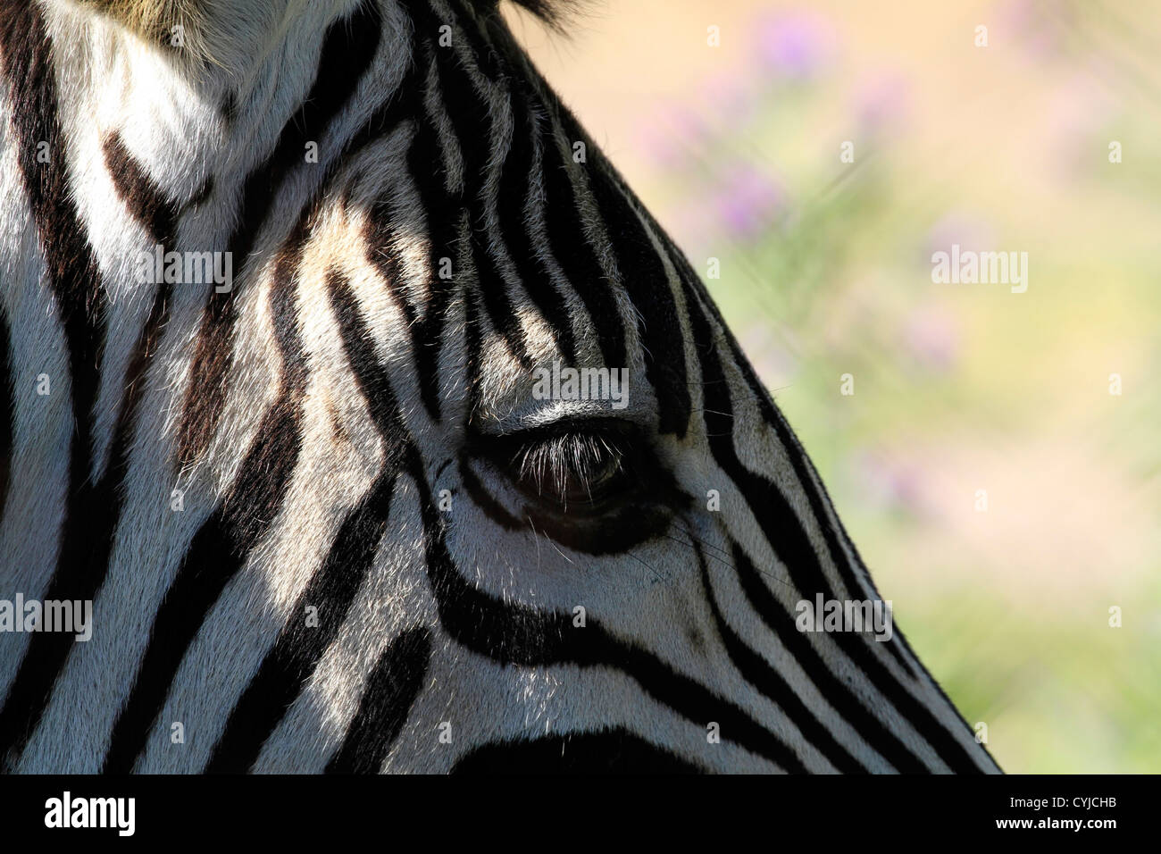 Close up of a Zebra's eye showing long eyelashes . Stock Photo