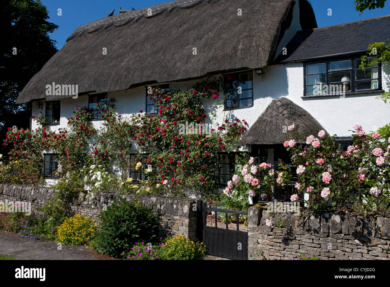 Pretty typical English thatched cottage covered in summer roses, Oxford, England Stock Photo
