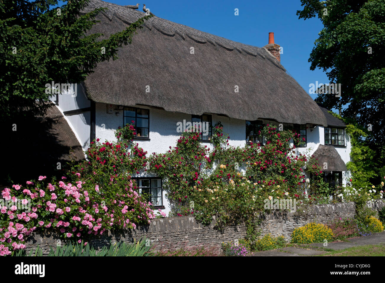 Pretty typical English thatched cottage covered in summer roses, Oxford, England Stock Photo