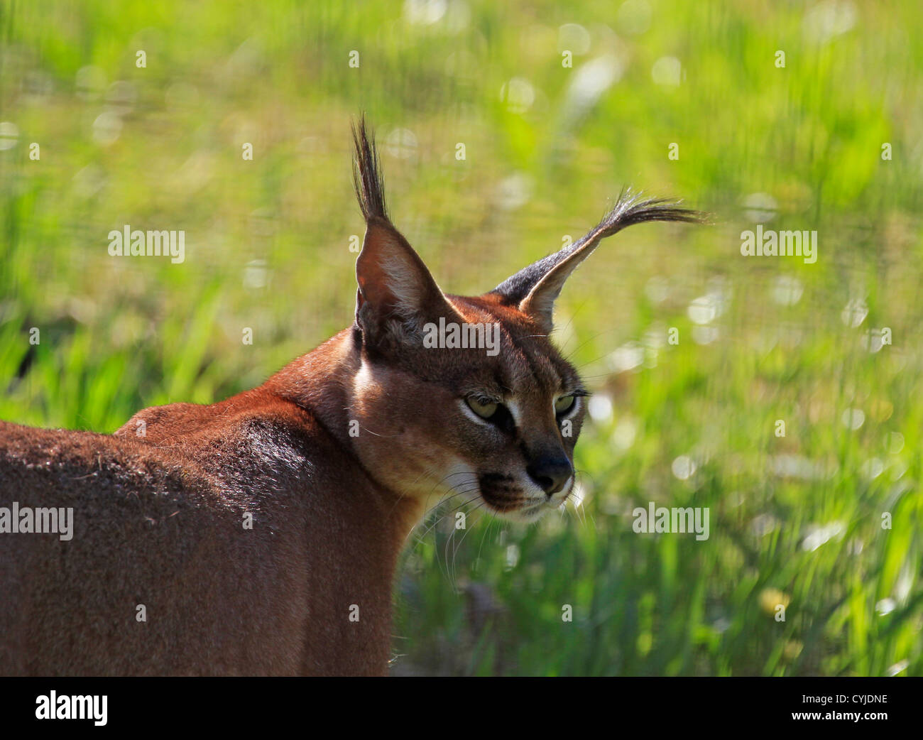 Caracal, (Caracal caracal) at the Tygerber Zoo near Cape town. Stock Photo